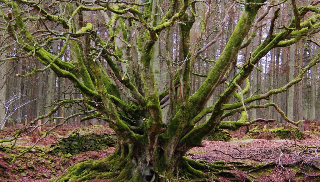 Scotland Paradise Relax Accommodation By Shooting Club Kirriemuir Balintore  Екстер'єр фото